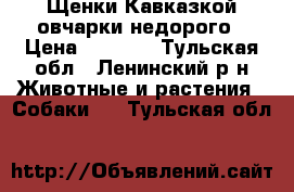 Щенки Кавказкой овчарки недорого › Цена ­ 1 000 - Тульская обл., Ленинский р-н Животные и растения » Собаки   . Тульская обл.